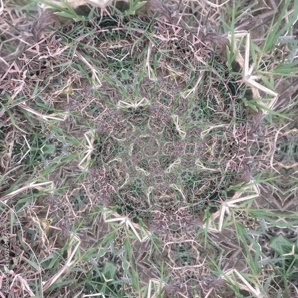 Obraz grass in winter