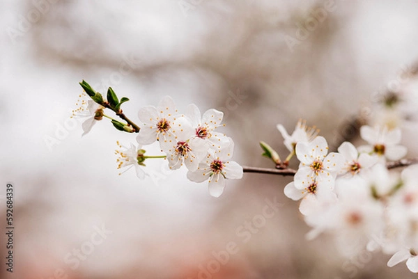 Obraz flowering tree white close-up