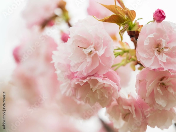 Obraz pink cherry blossom