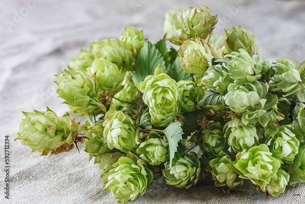 Fototapeta Hops drying on linen fabric 
