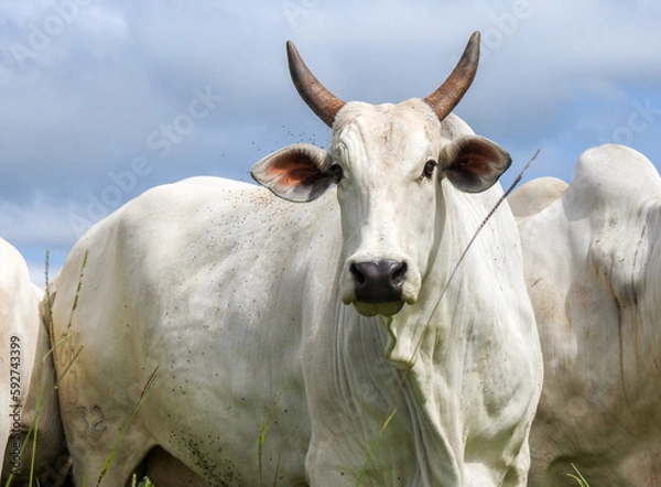 Obraz Gado Nelore