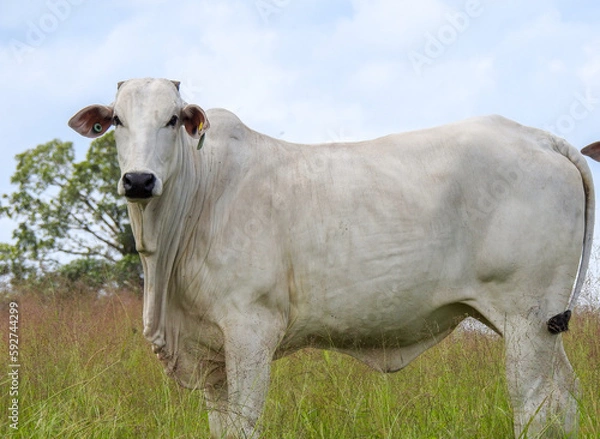 Fototapeta Gado Nelore