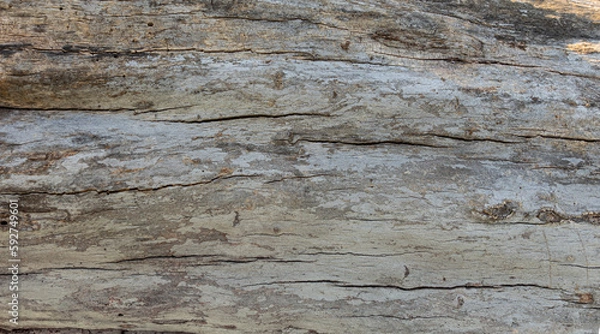 Fototapeta Bark of Tree Old Wood Texture