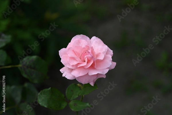 Obraz ピンク色の薔薇の花が咲いています