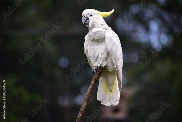 Fototapeta The sulphur crested cockatoo, Cacatua galerita is a relatively large white cockatoo found in wooded habitats in  Moluccas and Papua and some of the islands of Indonesia.