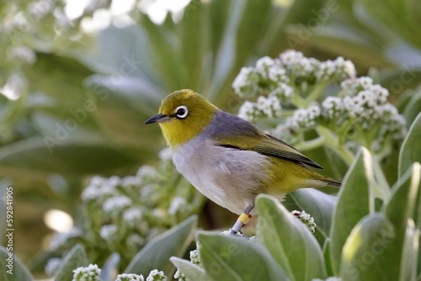 Obraz Silvereye