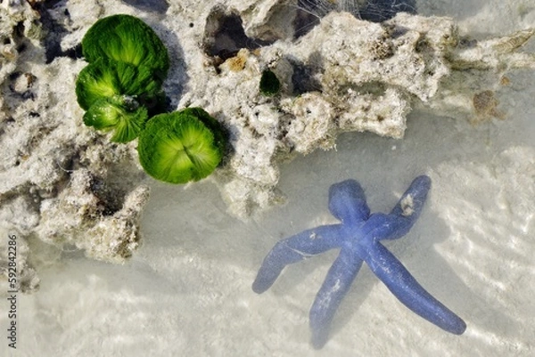 Obraz Blue and green