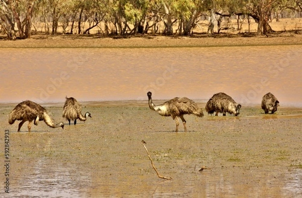 Obraz Emus foraging