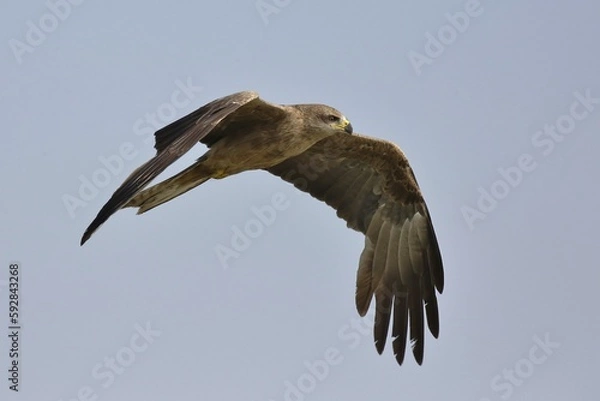 Obraz Whistling Kite