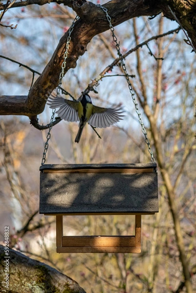 Obraz Vogel beim essen