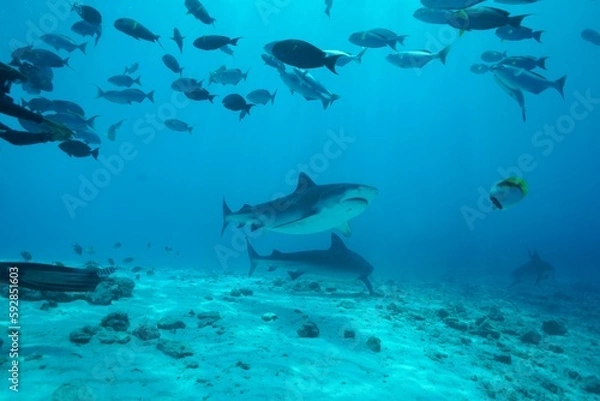 Fototapeta Tiger sharks crusiing in the maldives with diver
