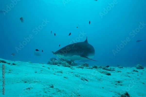 Fototapeta Tiger sharks crusiing in the maldives with diver