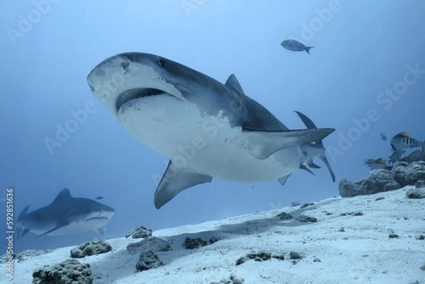 Fototapeta Tiger sharks crusiing in the maldives with diver