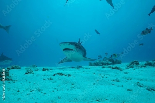 Fototapeta Tiger sharks crusiing in the maldives with diver