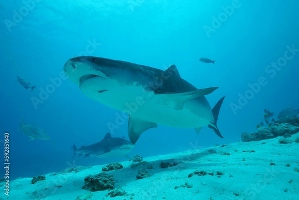 Fototapeta Tiger sharks crusiing in the maldives with diver