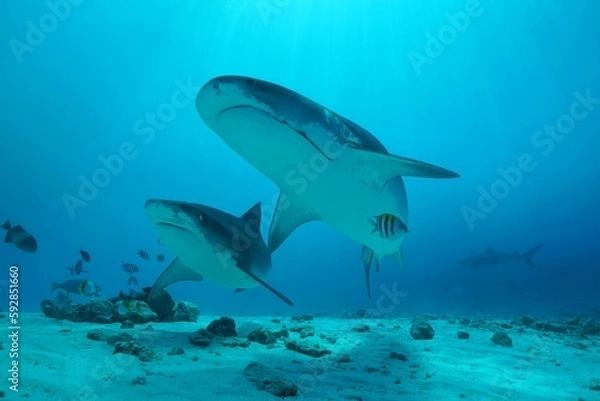 Fototapeta Tiger sharks crusiing in the maldives with diver