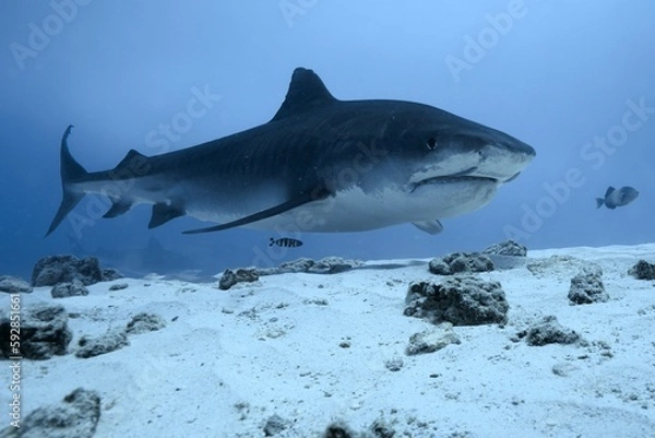 Fototapeta Tiger sharks crusiing in the maldives with diver