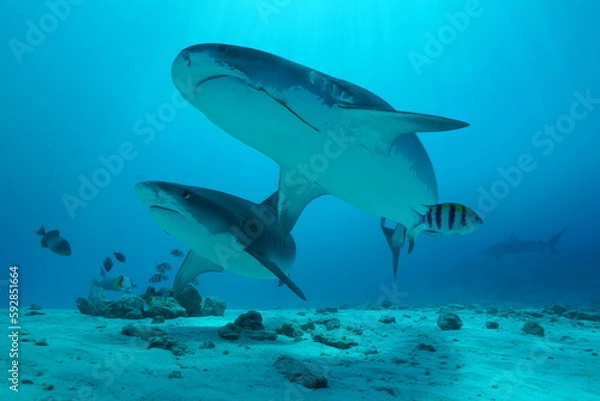 Fototapeta Tiger sharks crusiing in the maldives with diver