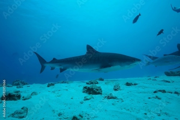 Fototapeta Tiger sharks crusiing in the maldives with diver