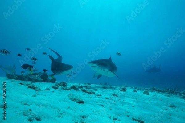 Fototapeta Tiger sharks crusiing in the maldives with diver