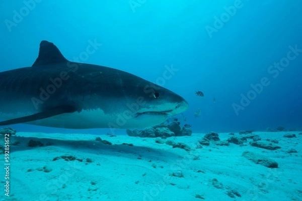 Fototapeta Tiger sharks crusiing in the maldives with diver