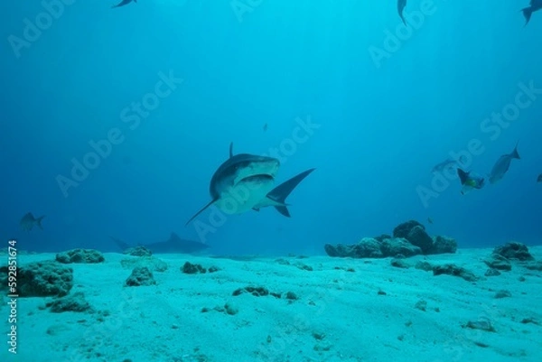 Fototapeta Tiger sharks crusiing in the maldives with diver