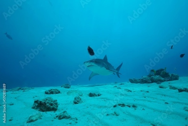 Fototapeta Tiger sharks crusiing in the maldives with diver