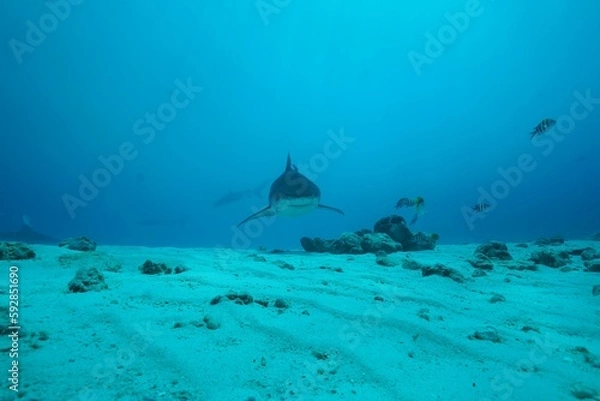 Fototapeta Tiger sharks crusiing in the maldives with diver