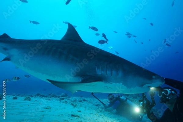 Fototapeta Tiger sharks crusiing in the maldives with diver