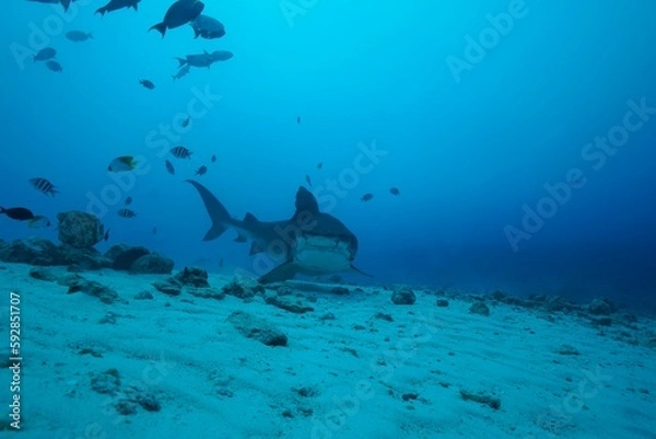 Obraz Tiger sharks crusiing in the maldives with diver