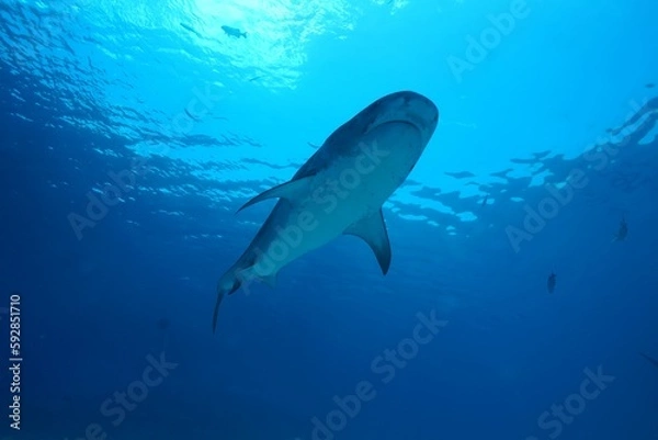 Fototapeta Tiger sharks crusiing in the maldives with diver