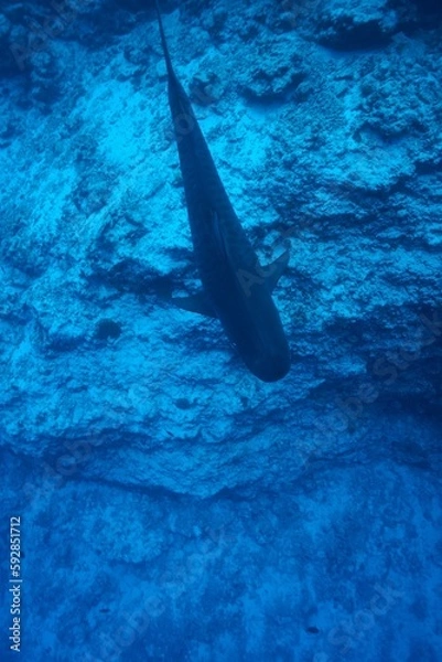 Fototapeta Tiger sharks crusiing in the maldives with diver