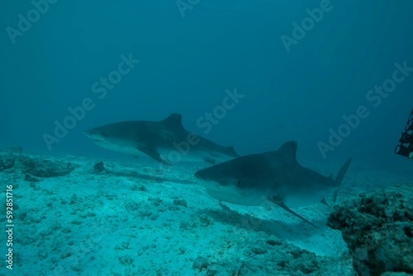 Fototapeta Tiger sharks crusiing in the maldives with diver