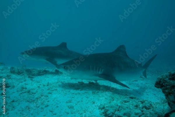 Fototapeta Tiger sharks crusiing in the maldives with diver