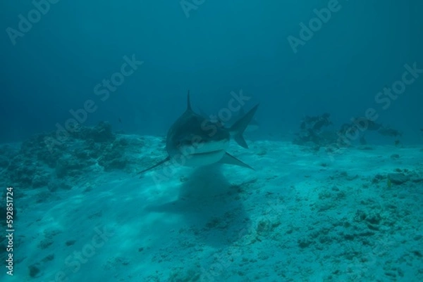 Fototapeta Tiger sharks crusiing in the maldives with diver