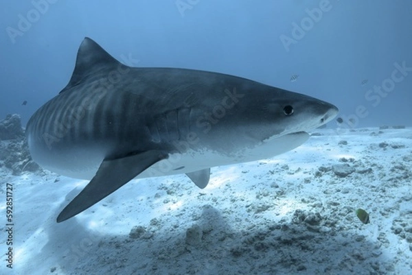 Fototapeta Tiger sharks crusiing in the maldives with diver