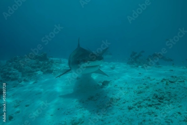 Fototapeta Tiger sharks crusiing in the maldives with diver