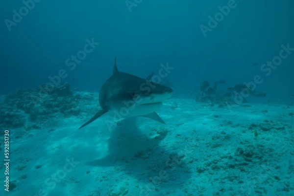 Fototapeta Tiger sharks crusiing in the maldives with diver