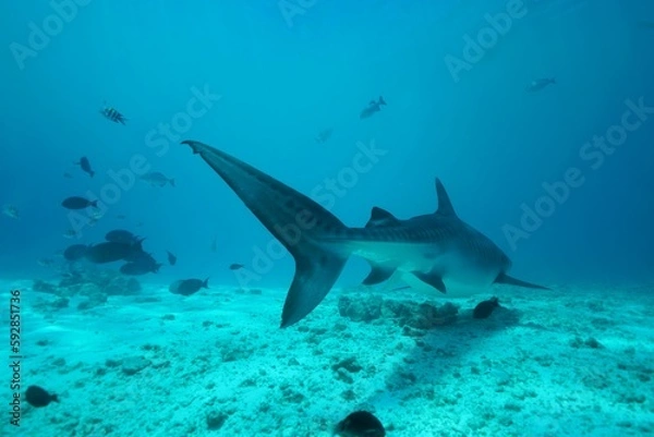 Fototapeta Tiger sharks crusiing in the maldives with diver