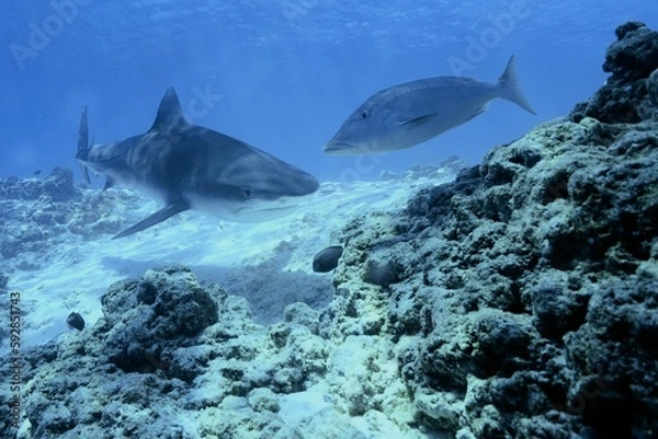 Fototapeta Tiger sharks crusiing in the maldives with diver
