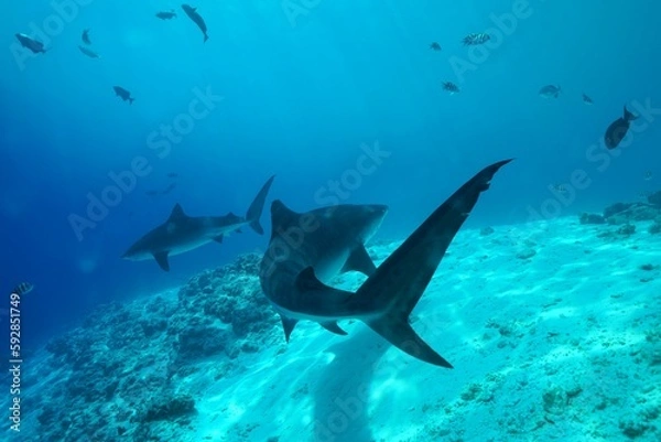 Fototapeta Tiger sharks crusiing in the maldives with diver