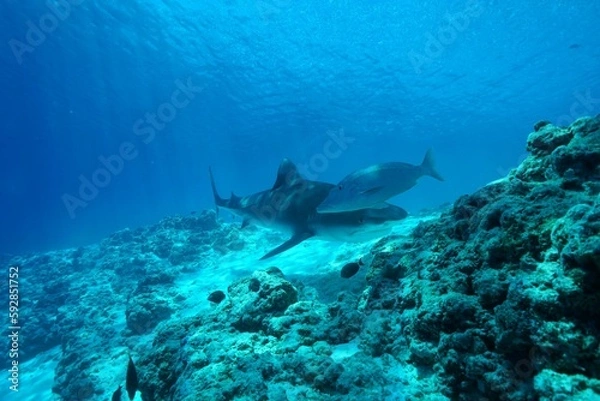 Fototapeta Tiger sharks crusiing in the maldives with diver