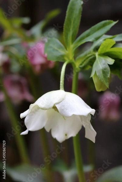 Fototapeta クリスマスローズ