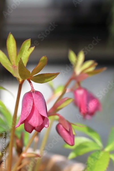 Fototapeta クリスマスローズ