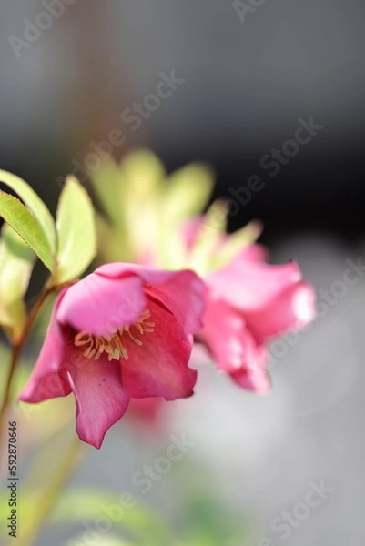 Fototapeta クリスマスローズ