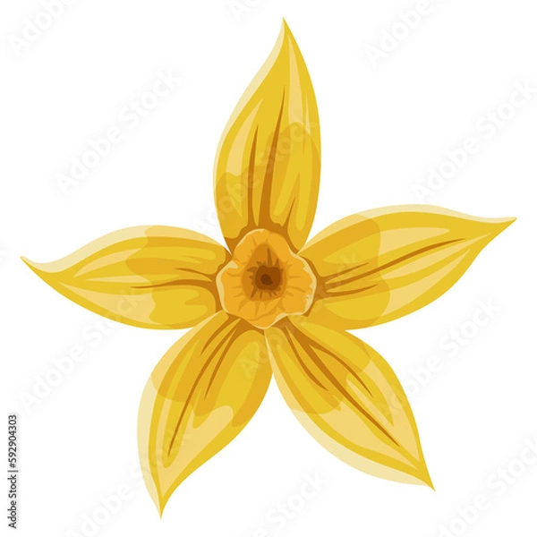 Fototapeta Vanilla flower. Realistic  isolated design element. Nature spice. Yellow blossom