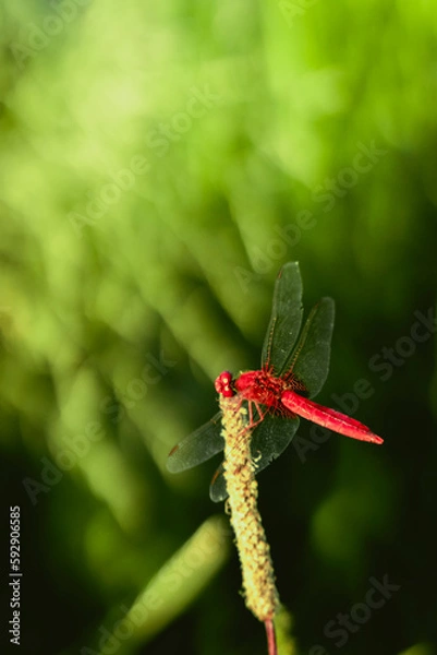 Fototapeta The dragonfly in the nature habitat. Close up. Insect in the nature. Libellula depressa