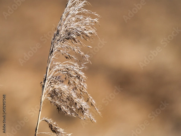 Obraz Schilf vor unscharfem Hintergrund