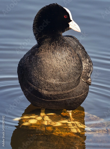 Obraz Blässhuhn im Wasser
