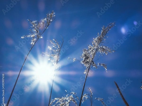 Fototapeta Schilf im Gegenlicht